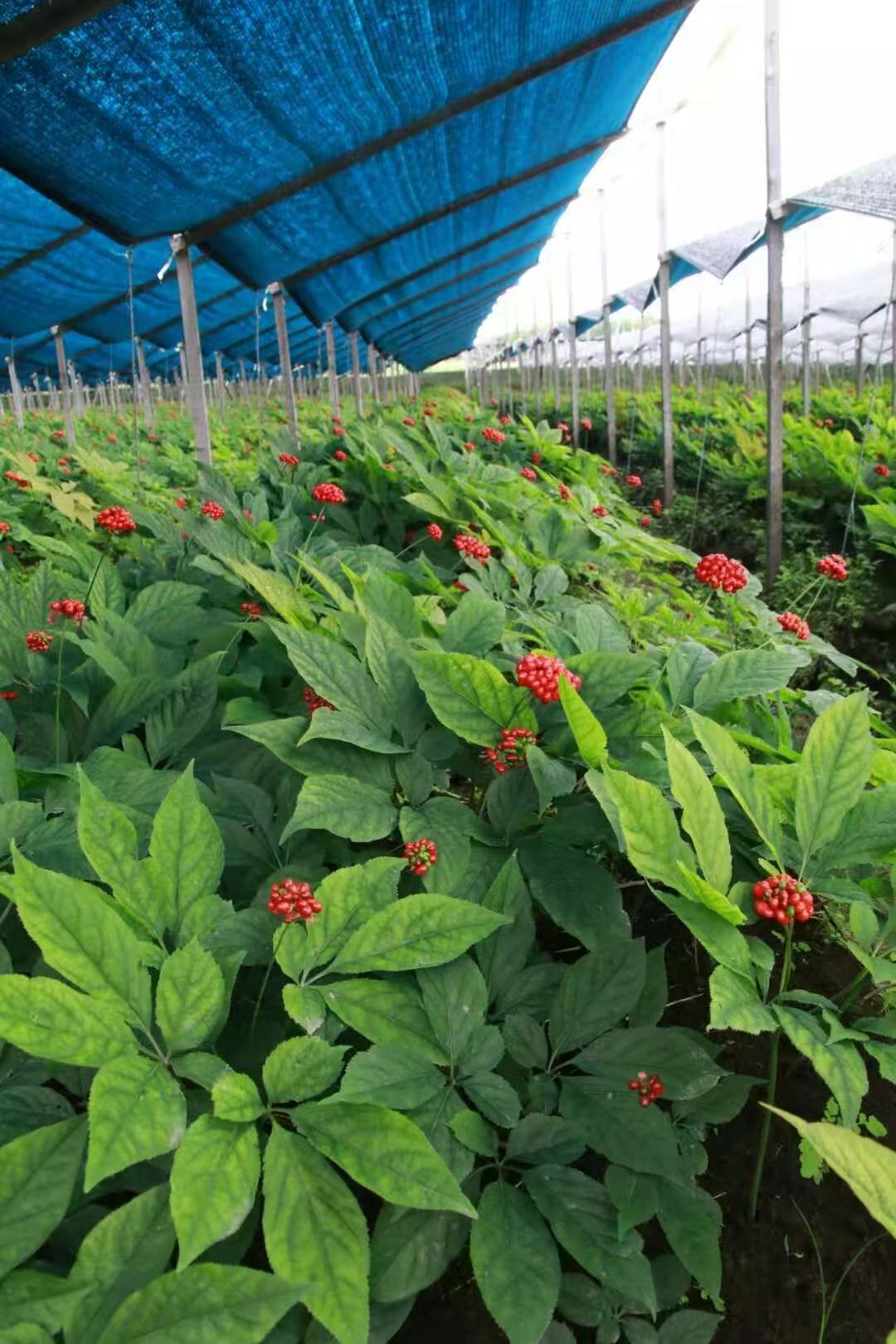 富多安功能性辣椒粉（红色）与富多安参椒宝植物压片相辅相成，打造健康美食新风尚