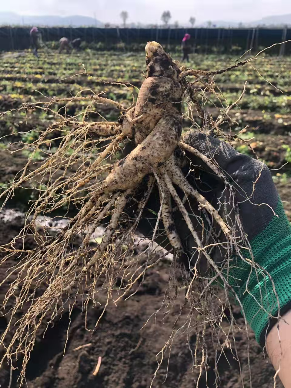 富多安功能性宠物零食，明太鱼与益生菌共创爱宠健康新生活