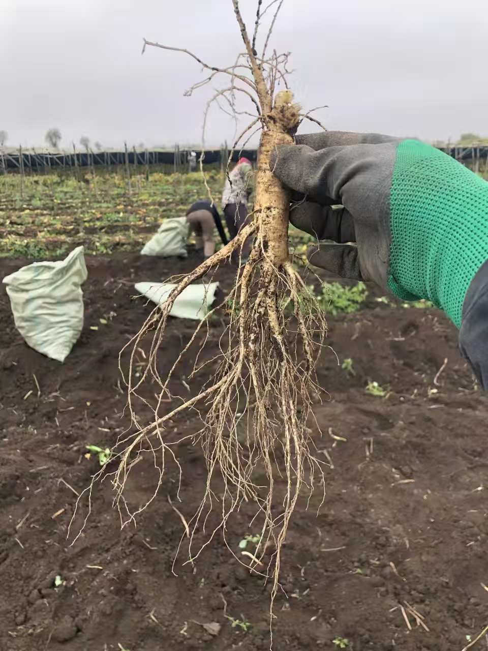 富多安功能性宠物零食提升参莲宝鸡汤的营养价值与宠物健康