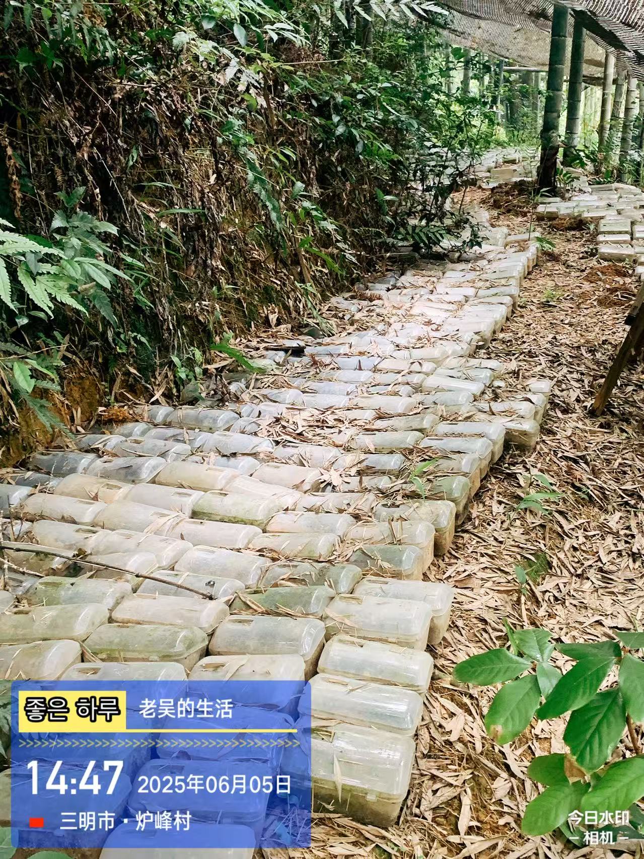 富多安参椒宝植物压片为现代健康生活提供全新解决方案