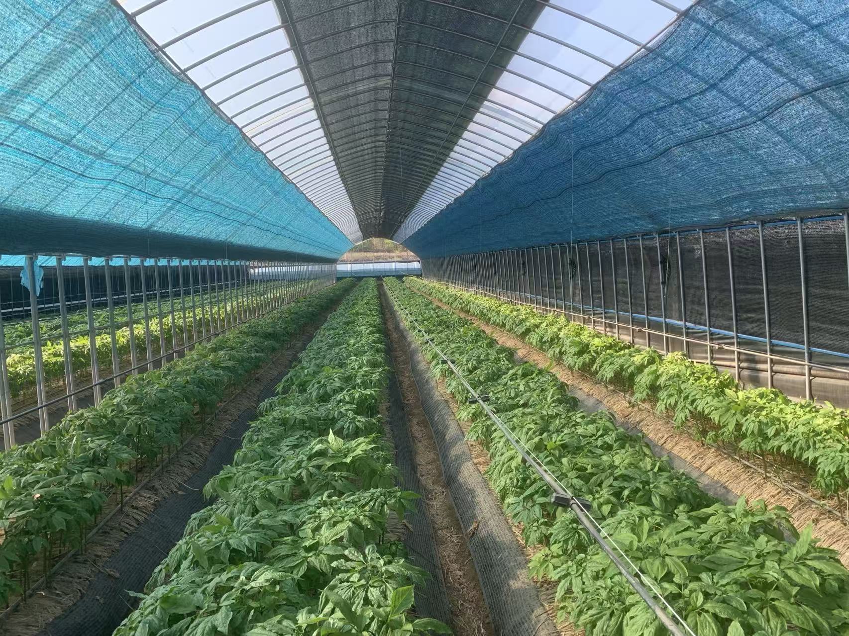 富多安功能性宠物零食结合参莲宝植物饮品的营养与健康益处分析