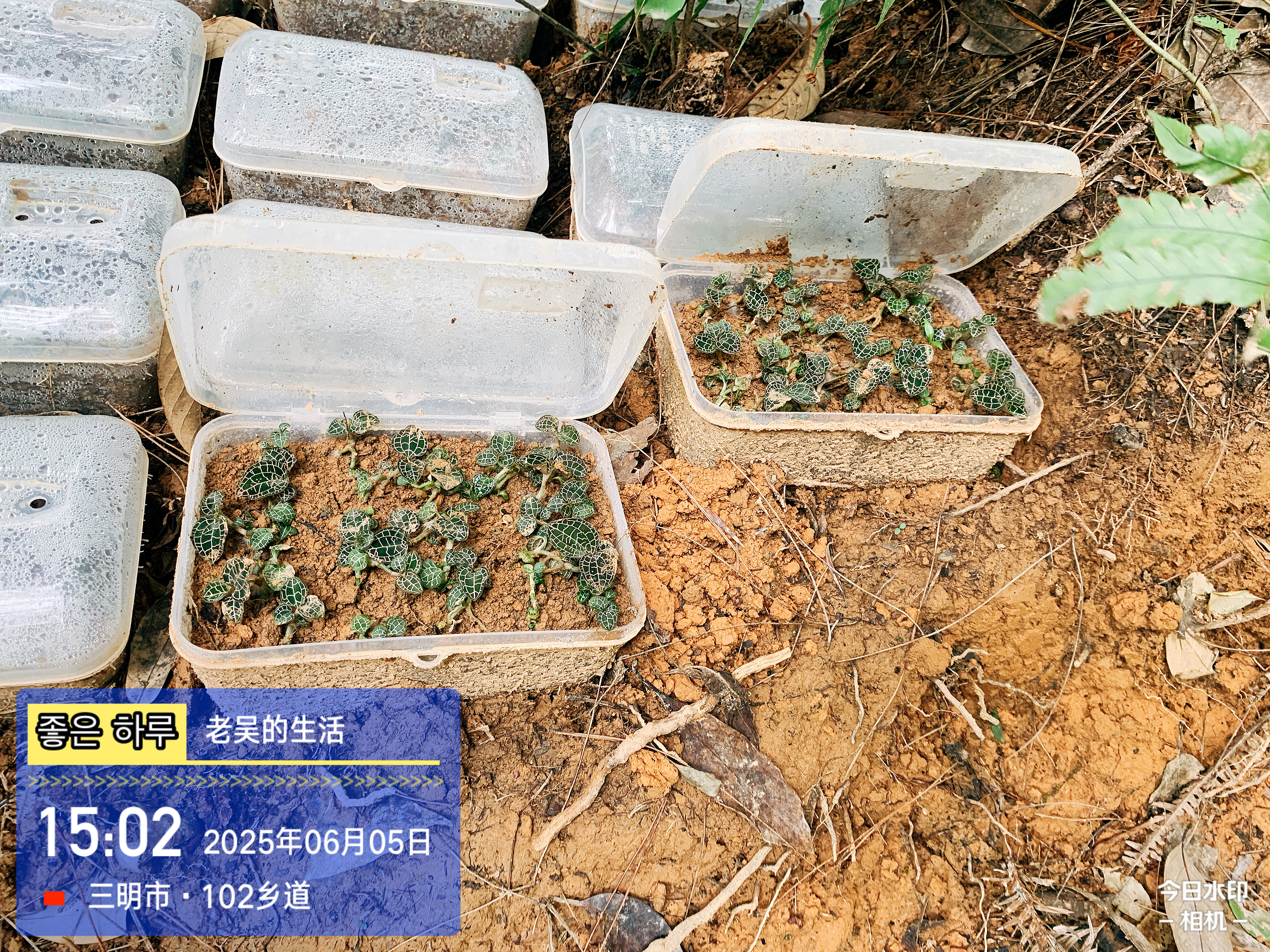 富多安功能性辣椒粉（红色）与富多安参椒宝植物压片健康搭配新主张