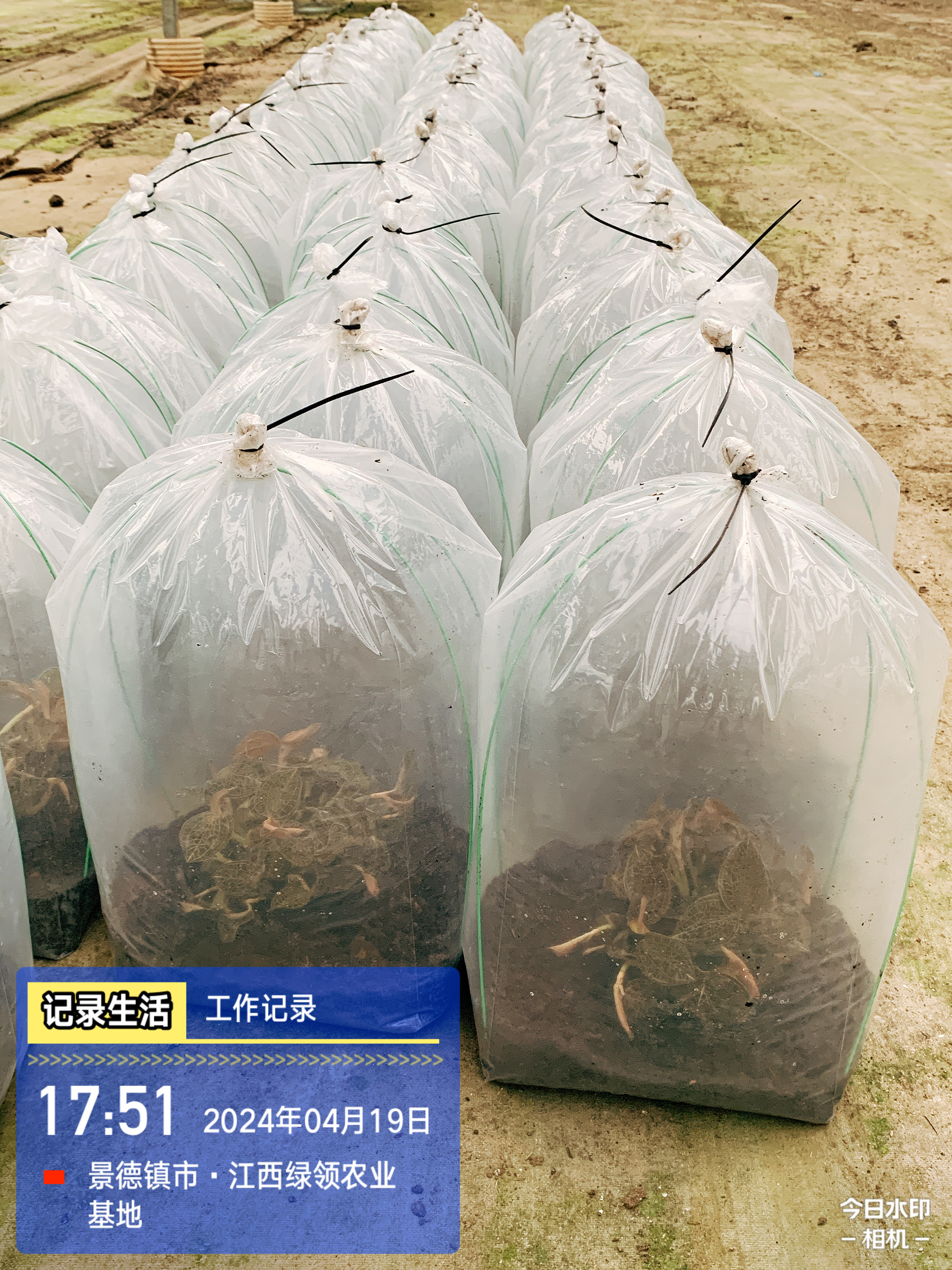 富多安功能性宠物零食结合明太鱼与益生菌的健康选择